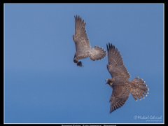 handoff 2 : peregrine falcon