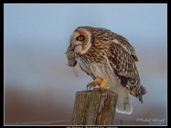 jorduggla sork5 ed : birds, owls, short eared owl, snow, ugglor, winter
