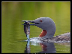 smalom summer fish : bird, hällefors, lom, loon, red throated diver, sweden, young