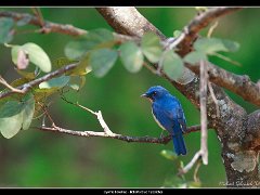 tickells blue flycatcher