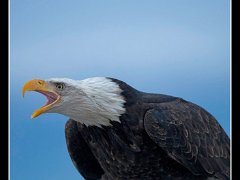 bald eagle : Alaska, Homer, bald eagle, winter