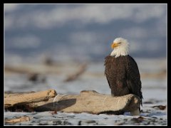bald eagle beach