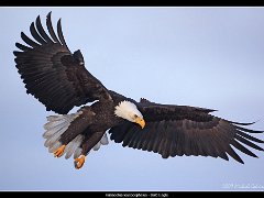 bald eagle landing 5DII