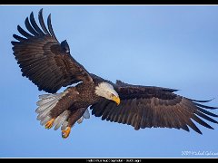 bald eagle landing 5DII ed : Alaska, Homer, bald eagle, winter