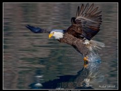 bald eagle splash : Alaska, Homer, bald eagle, winter