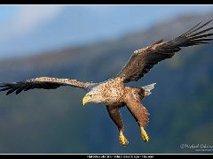 havsorn fjall2 : birds of prey, havsörn, lauvsnes, norge, white-tailed eagle