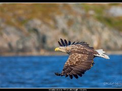 havsorn flyby : birds of prey, havsörn, lauvsnes, norge, white-tailed eagle