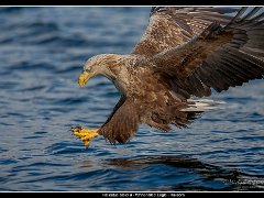 havsorn grab3 : birds of prey, havsörn, lauvsnes, norge, white-tailed eagle