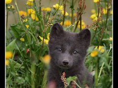 arctic fox juvenile