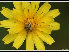 bug yellow flower