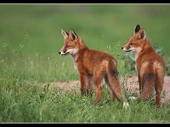 fox ungar1