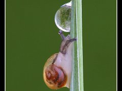 snail waterdrop