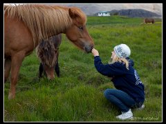 horses kristina : Iceland