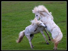 horses sparring : Iceland