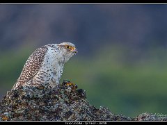 jaktfalk ed : Iceland, birds, falcons, gyr, lake, myvatn, nature