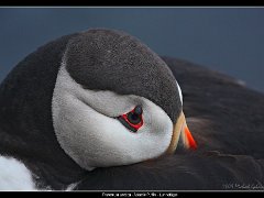 puffin resting